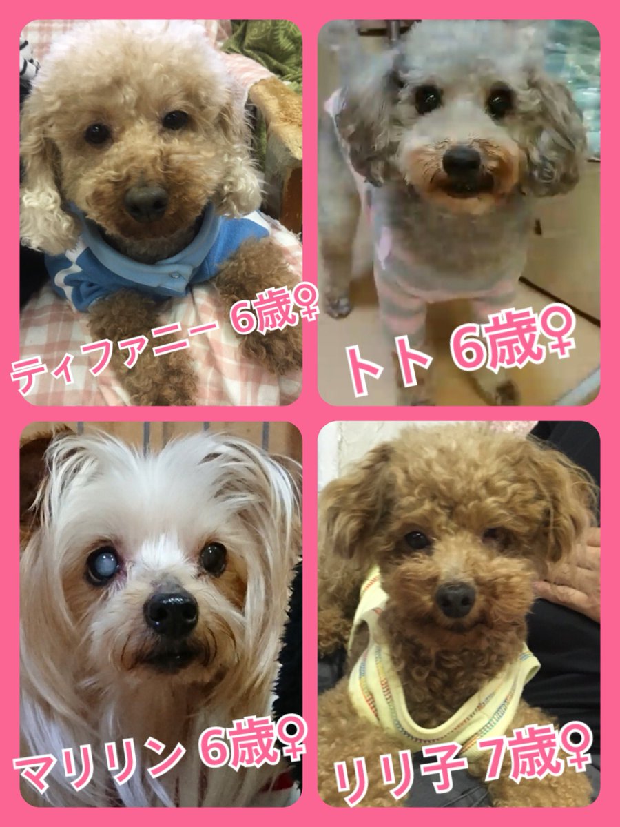 🐾今日の里親様募集中ワンコ🐶メンバーです🐾2018,9,29